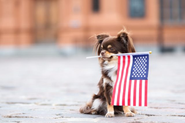 Kleine hond met Amerikaanse vlag