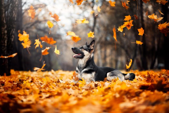 Hond spelen in de bladeren
