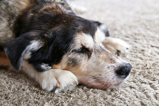 Oudere hond met droge neus