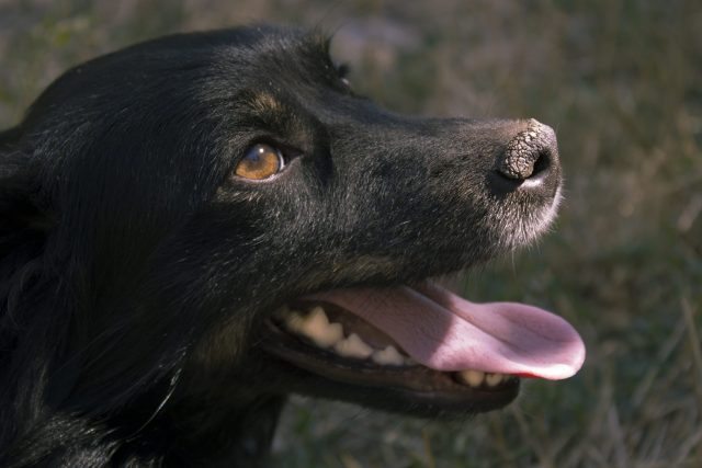 Zwarte hond met droge neus