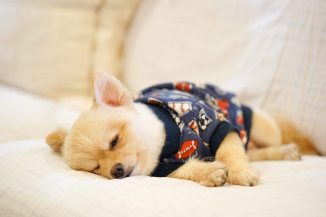 Hond slapen in pyjama