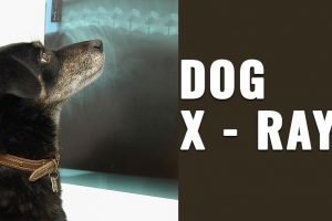 Hond X-ray
