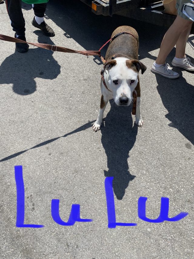 Lulu Dakloze Hond