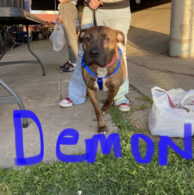 Dakloze hond genaamd Demon