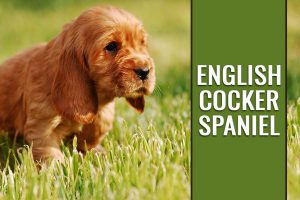 Engelse Cocker Spaniel