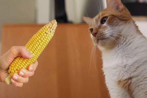 Kunnen katten maïs eten