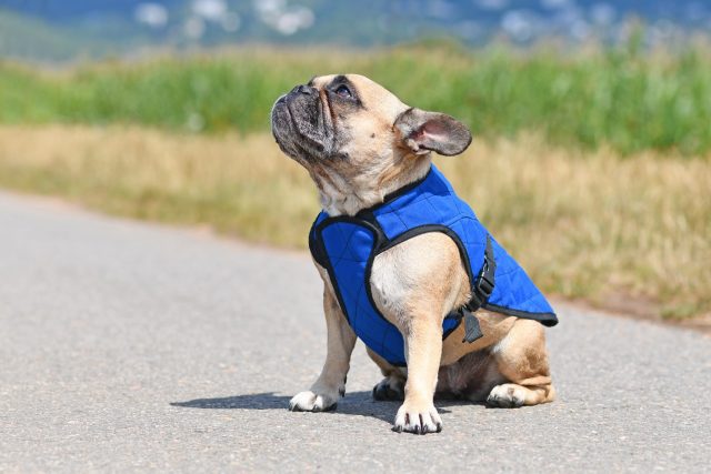 Franse Bulldog die koelvest draagt