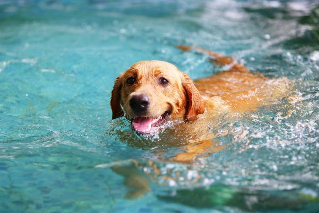 Zwemmen met honden