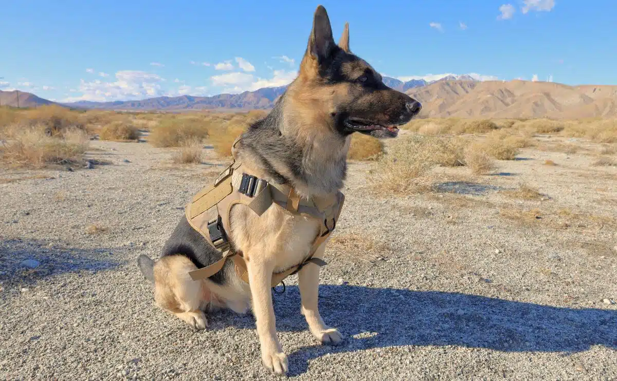 Duitse herdershond die in de woestijn buiten Palm Springs zit en een K9 tactisch hondenvest draagt