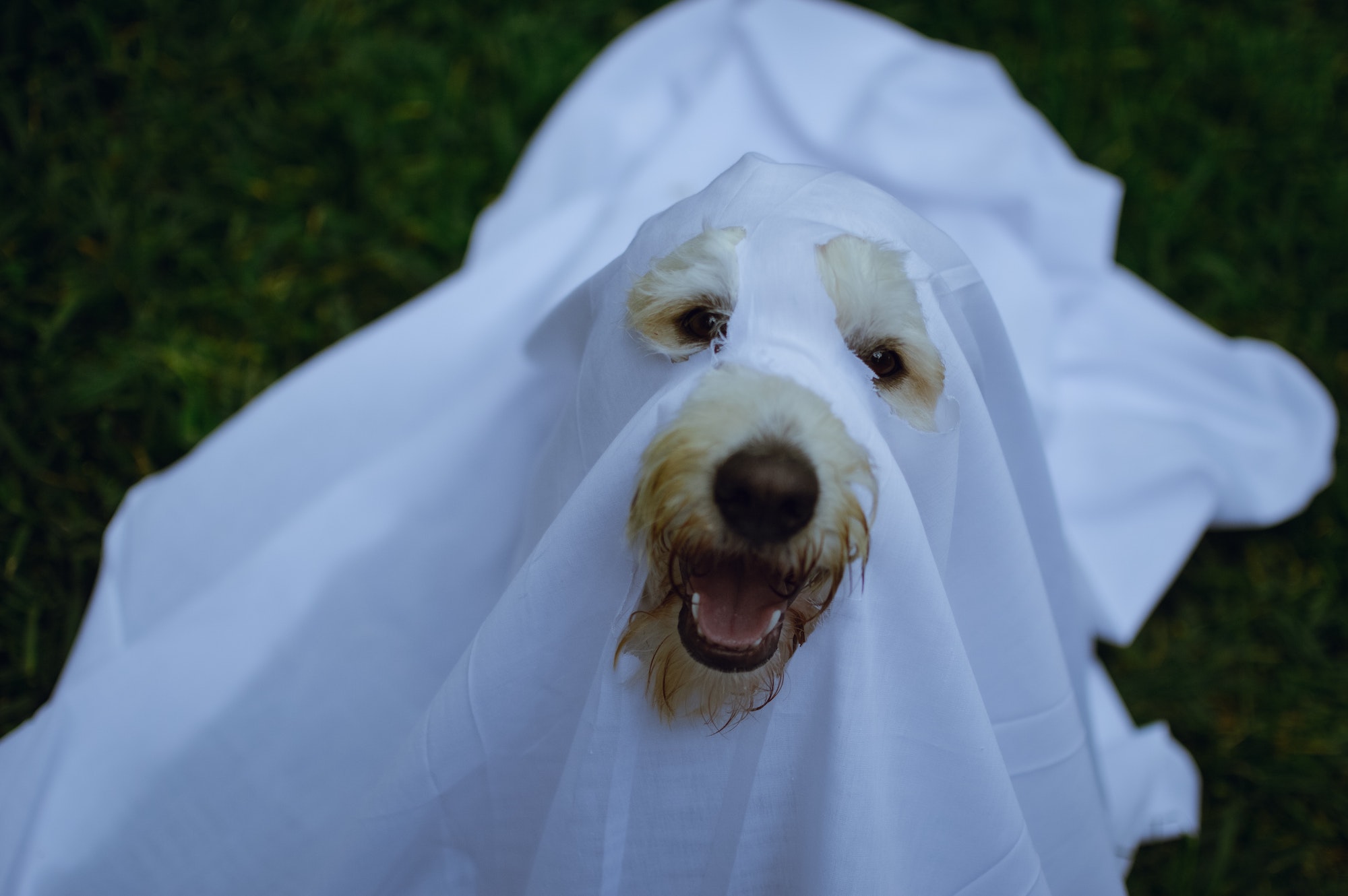 6 tips om je hond veilig te houden deze Halloween