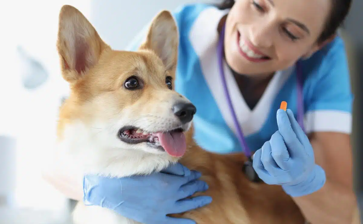 Dierenarts geeft medicijnen in een pil of tablet aan een zieke hond in een kliniek