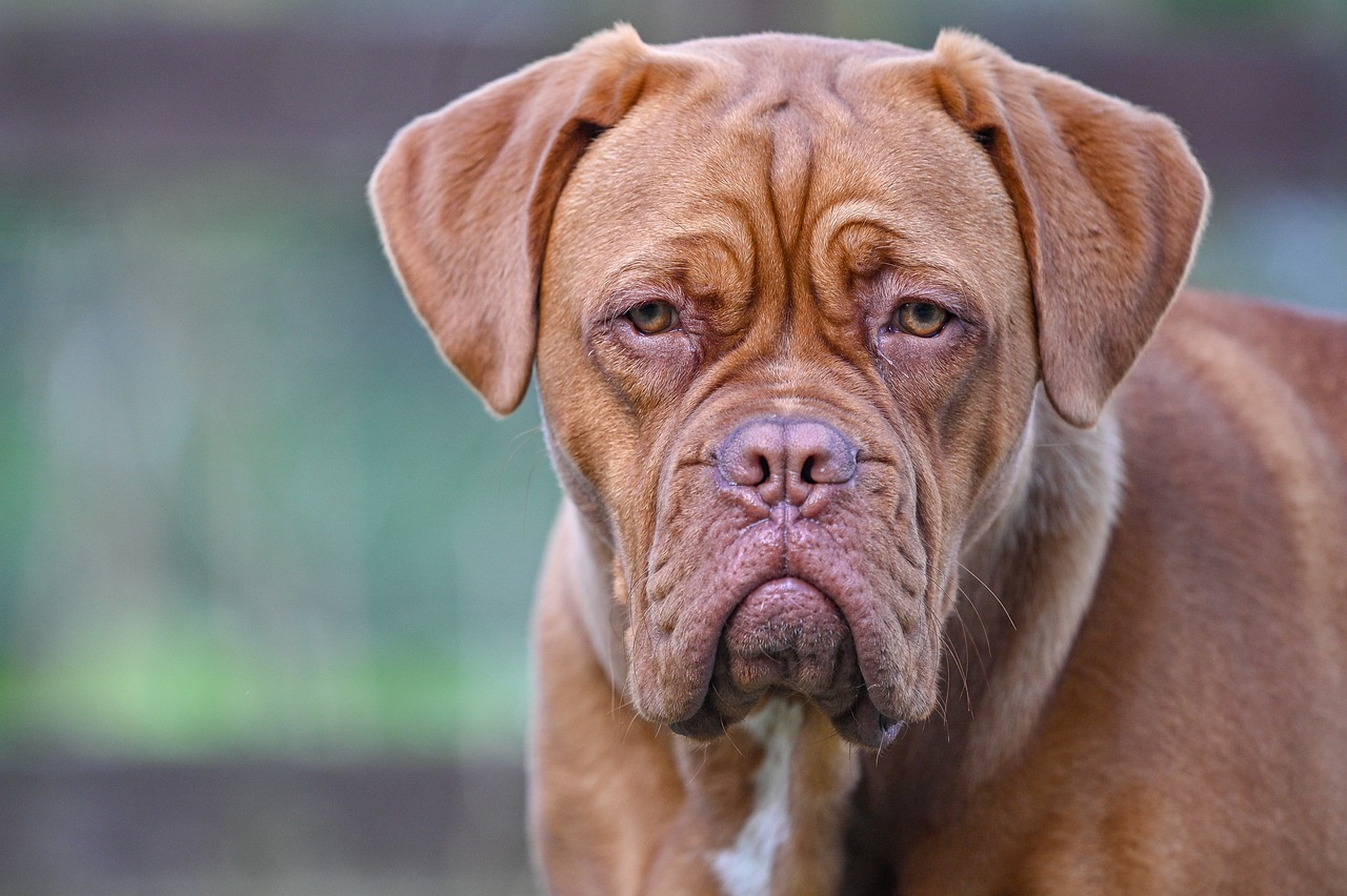 Dogue de Bordeaux Temperament: Hoe ziet de persoonlijkheid van een Dogue de Bordeaux eruit?