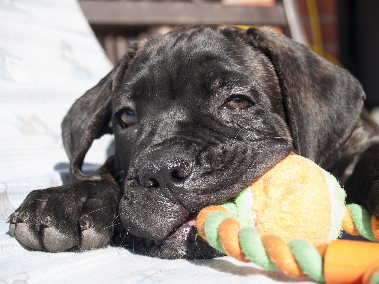 Hoe een Cane Corso-puppy te stoppen met bijten: een uitgebreide gids