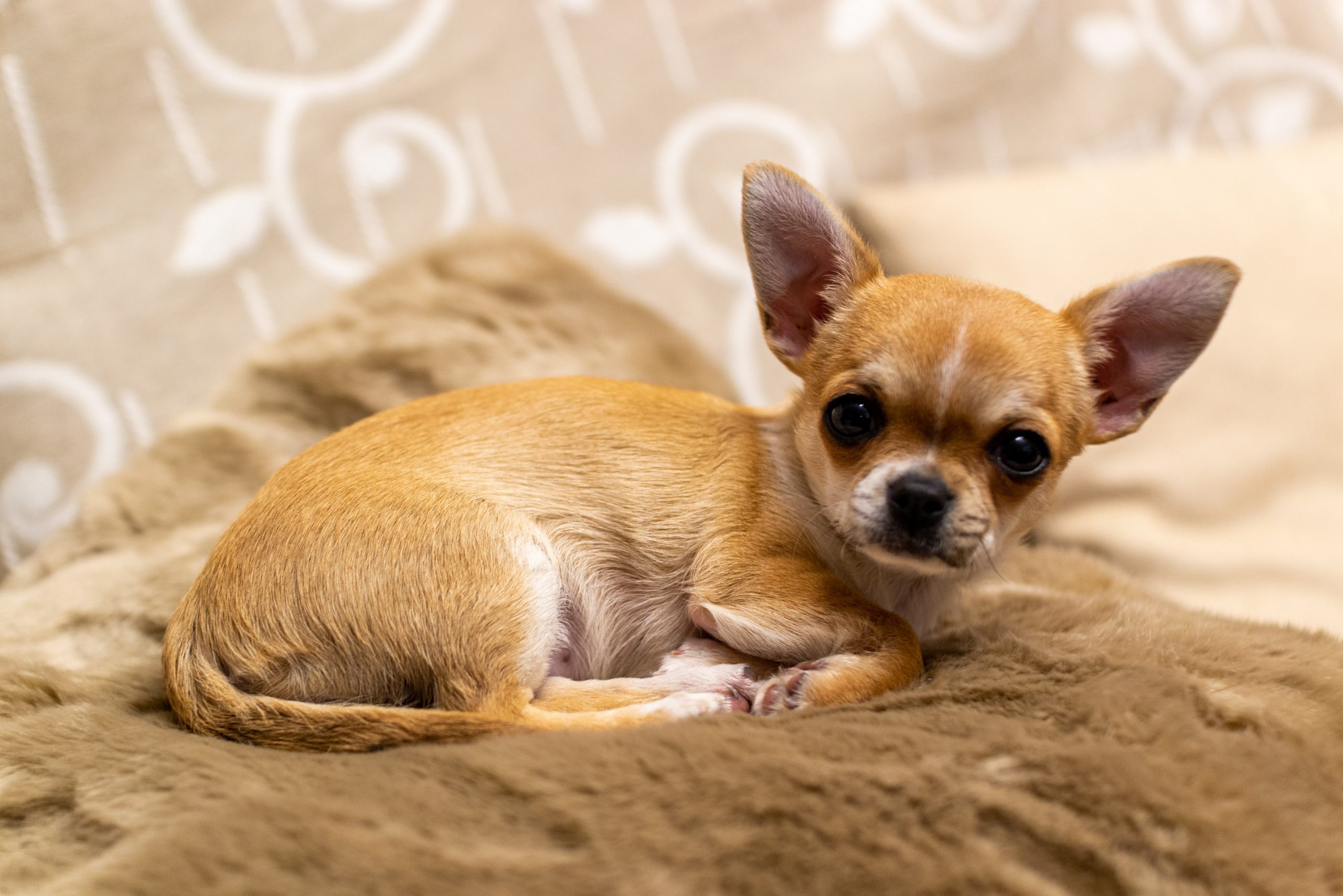Hoe een Chihuahua-puppy te stoppen met bijten: een uitgebreide gids