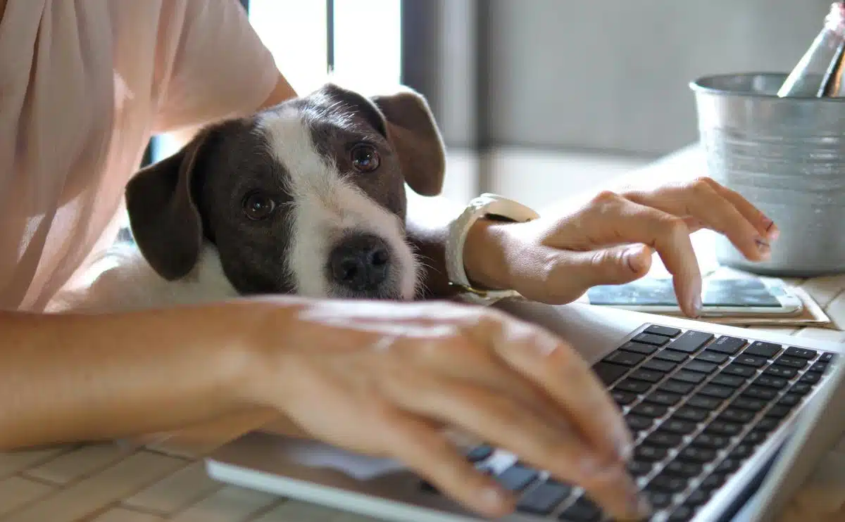Vrouw op computer met hond die op schoot zit