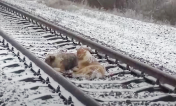 Hond beschermend gelegd voor gewonde metgezel terwijl treinhoorn scheen