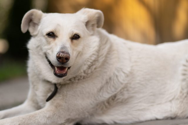 Witte hond met droge neus