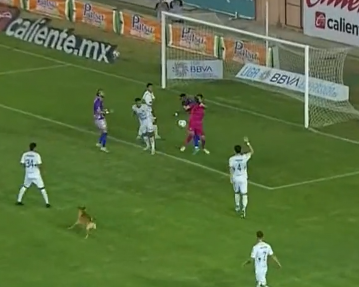 Hond veroorzaakt 'chaos' bij voetbalwedstrijd door bal te stelen en spelers te ontlopen