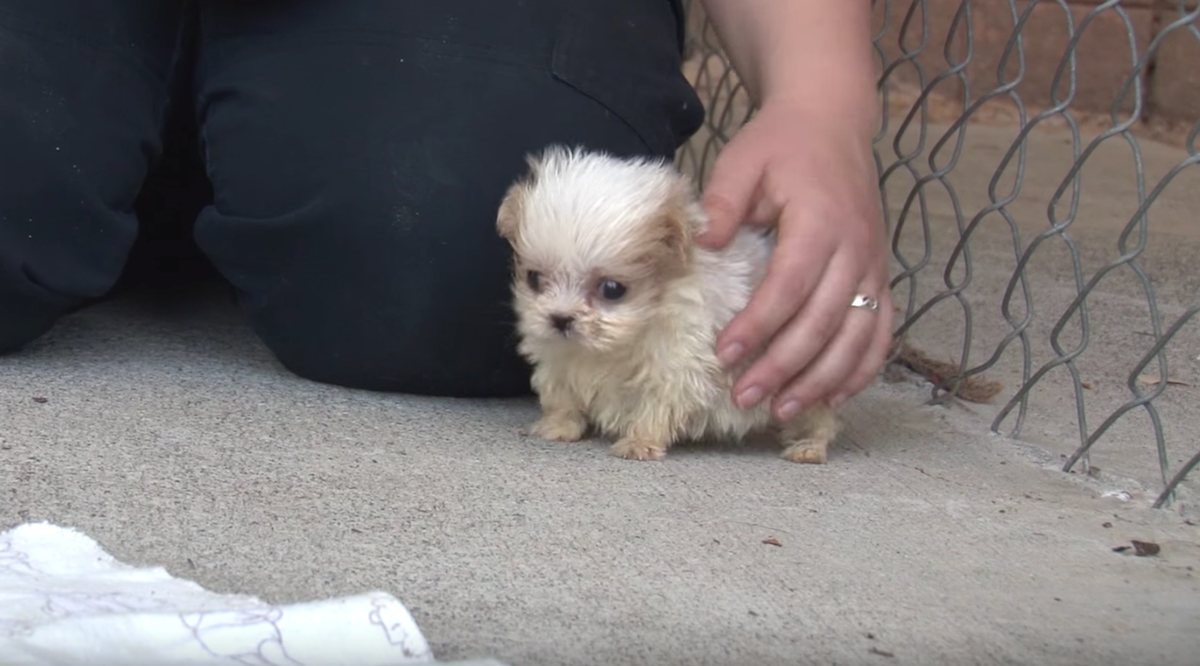 Kleine pup gered uit een puppymolen wordt voorgesteld aan een nieuwe vriend om zijn nieuwe leven te beginnen