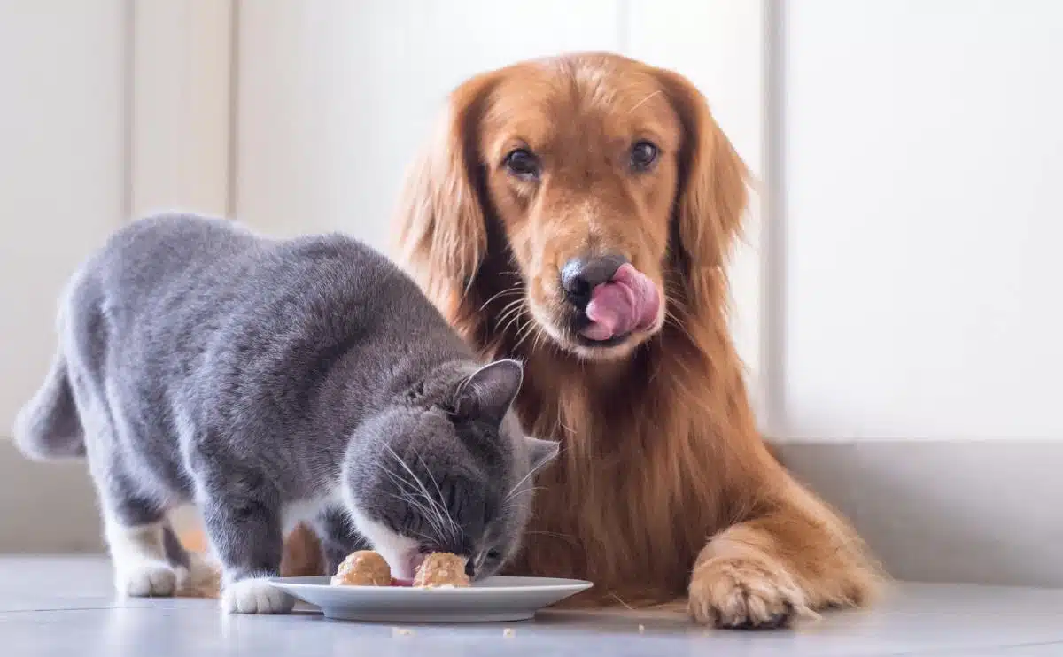 Britse korthaar kat en Golden Retriever proberen kattenvoer te eten