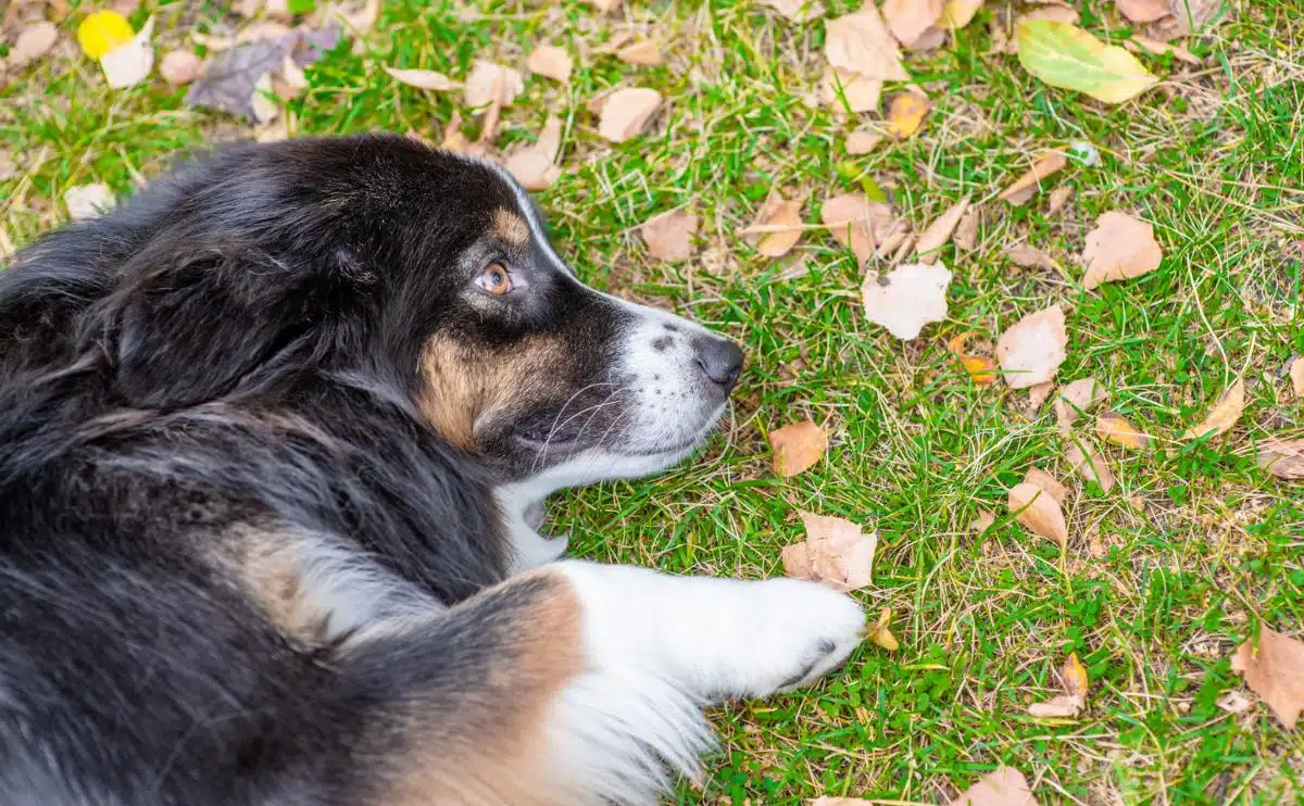 Droevige hond die in het gras ligt met bladeren