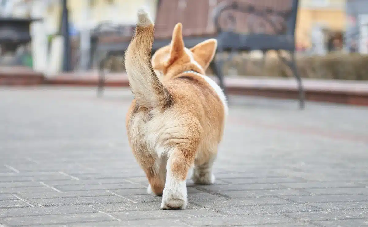 Kleine Corgi Puppy kwispelt speels met zijn staart van achteren