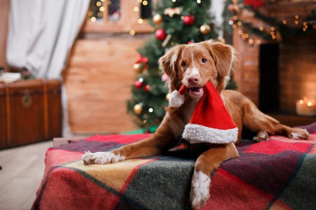 Hond met kerstmuts