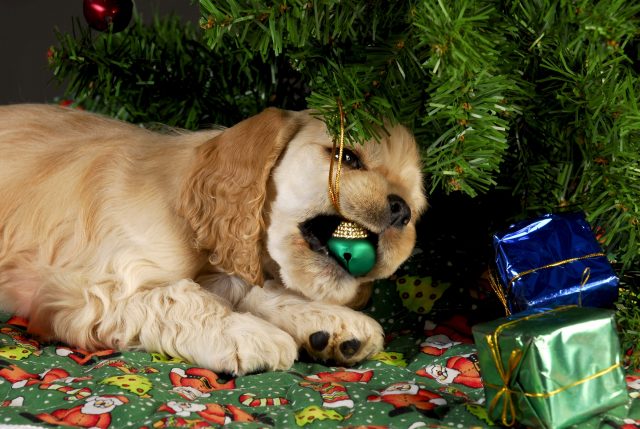 Puppy kauwen ornament