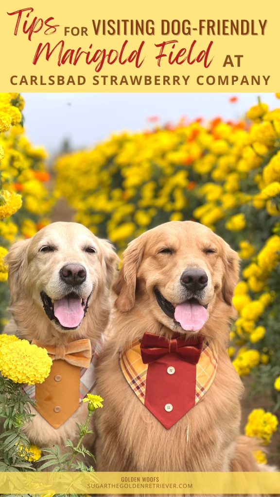 Tips voor een bezoek aan hondvriendelijk goudsbloemveld bij Carlsbad Strawberry Company