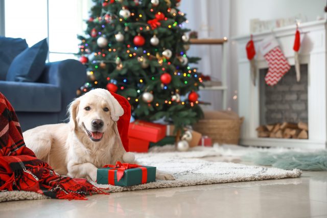 Hond klaar om kerstcadeaus te openen