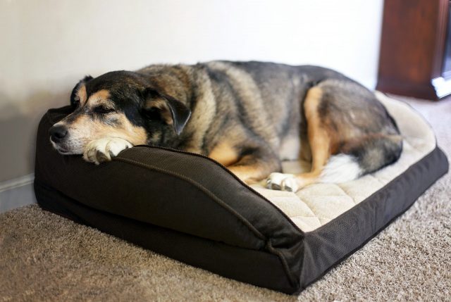 Hond slapend op orthopedisch bed