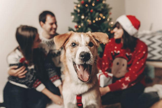 lelijke kersttruien met honden