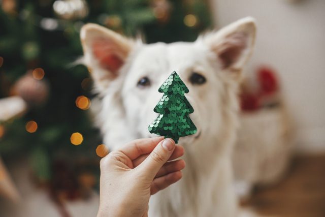 Hond met kerstboomornament