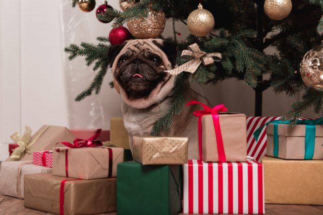 Pug by Christmas cadeaus
