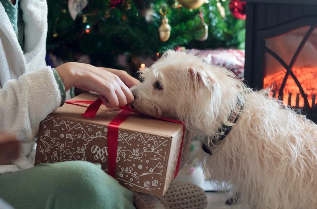 Hond onderzoekt kerstcadeau