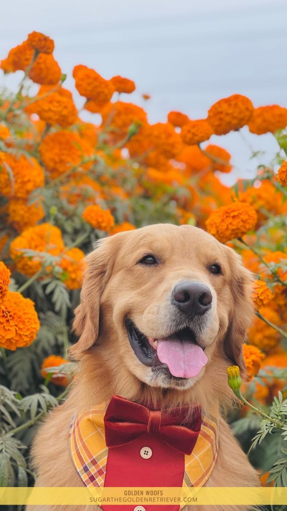 hondenfotografie goudsbloemveld bij Carlsbad Strawberry Company