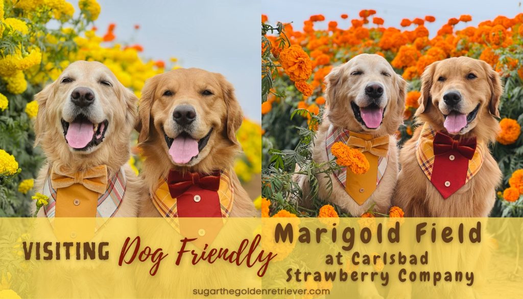 Tips voor het bezoeken van hondsbloemvriendelijke goudsbloem ingediend bij Carlsbad Strawberry Company