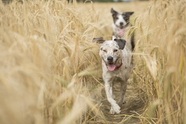 Honden die in het veld rennen