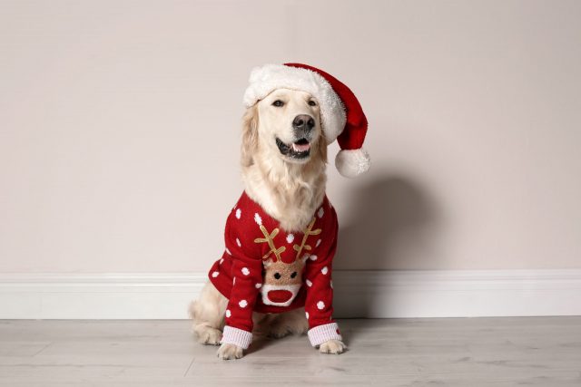 Hond gekleed voor Kerstmis