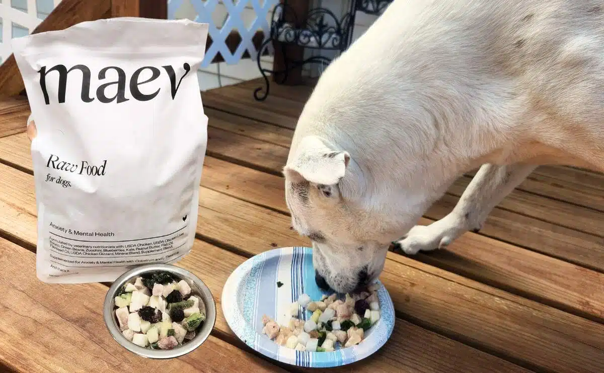 hond die Maev hondenvoer van bord buiten eet met pakket op de grond naast voedsel