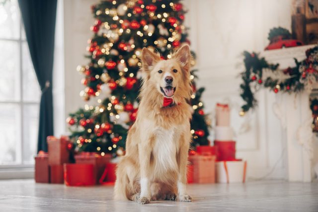 Hond door kerstboom