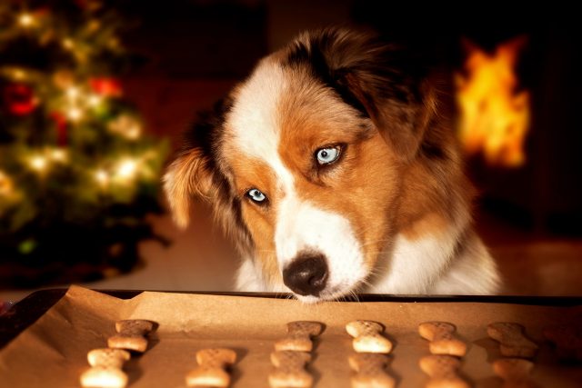 Hond die kersttraktaties bewondert