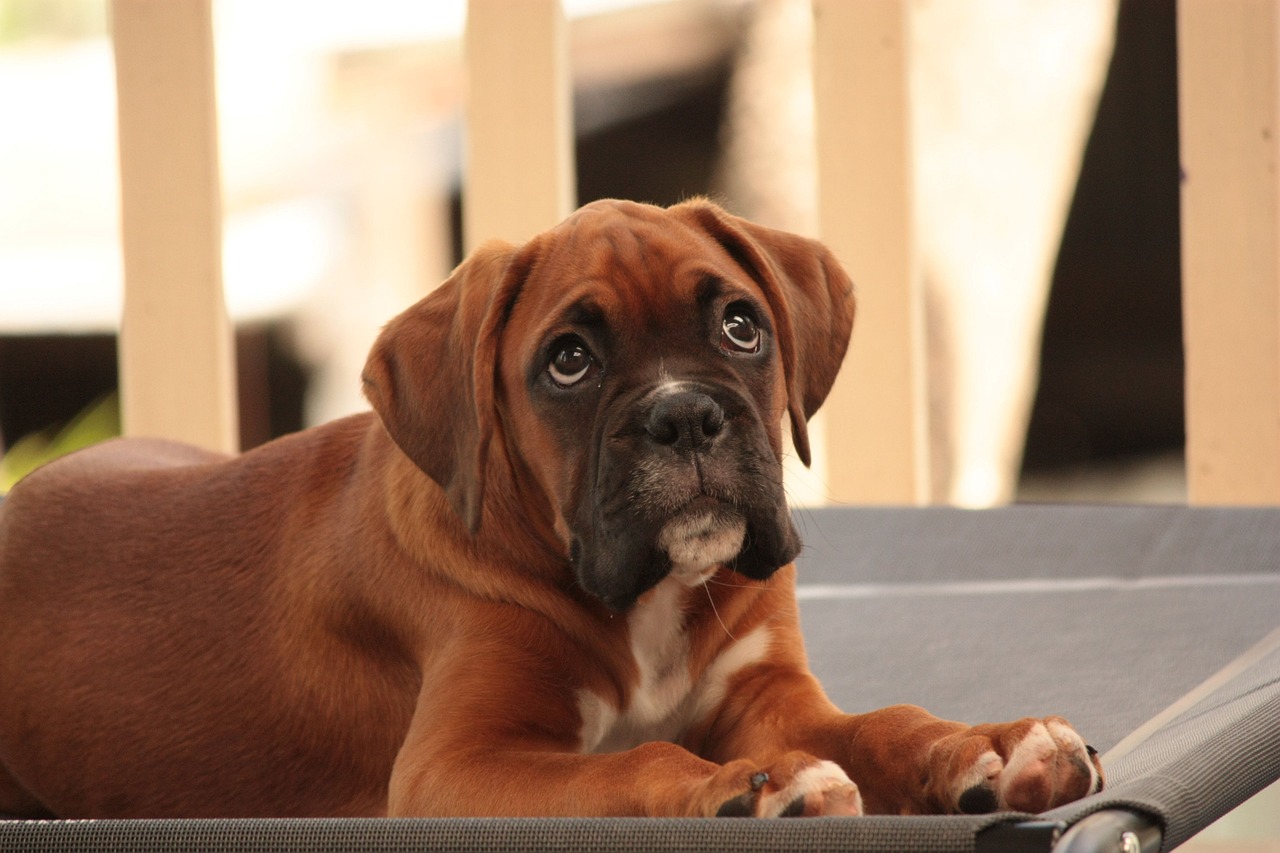 20 leuke en fascinerende feiten over Boxer-puppy's