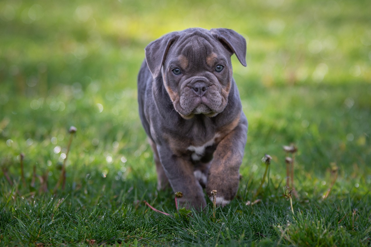 20 leuke en fascinerende feiten over Bulldog-puppy's