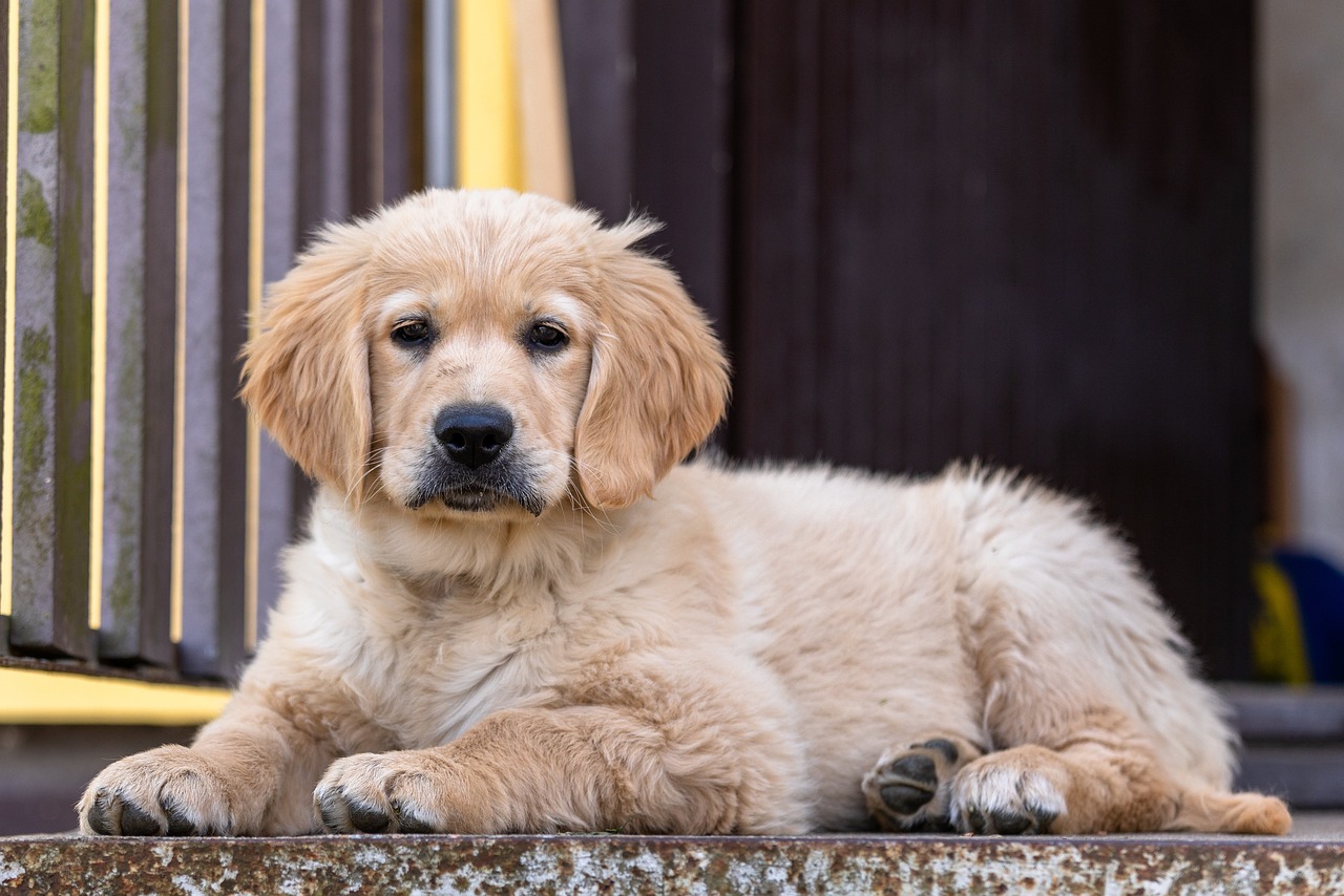 20 leuke en fascinerende feiten over Golden Retriever-puppy's
