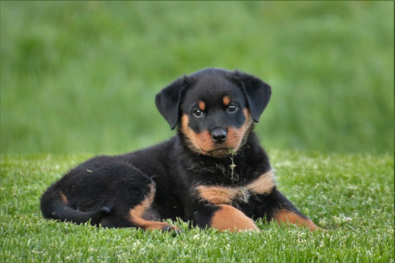 20 leuke en fascinerende feiten over Rottweiler-puppy's