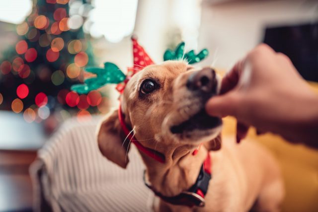 Hond een kersttraktatie voeren