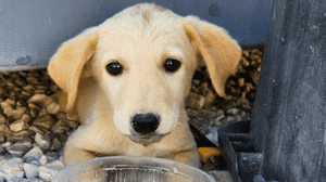 Amerikaanse marinematroos lanceert redding van kleine Lab-puppy gered tijdens overzeese inzet