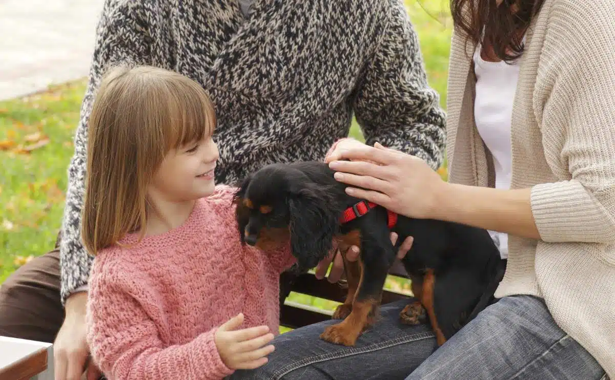 Meisje ontmoet cavalier puppy met haar ouders buiten
