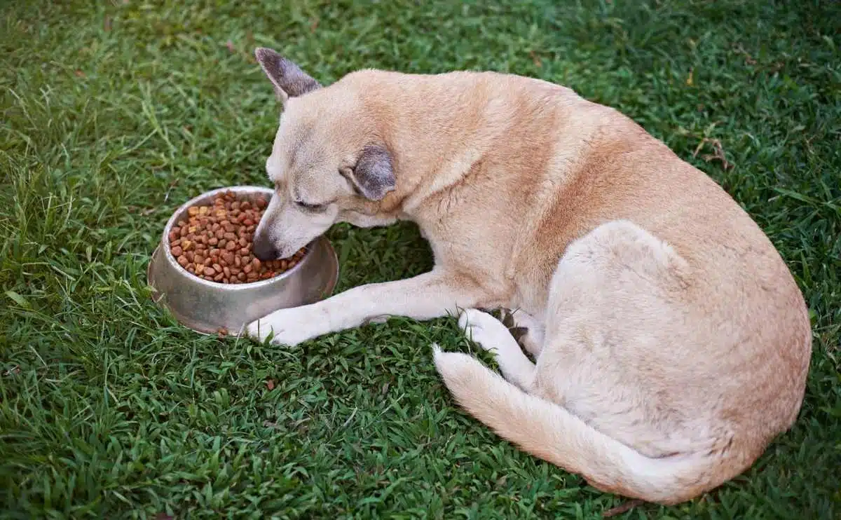 grote bruine hond die voedsel eet uit een metalen kom die op groen parkgras ligt en eet